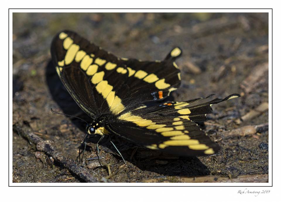 Giant swallowtail 2.jpg
